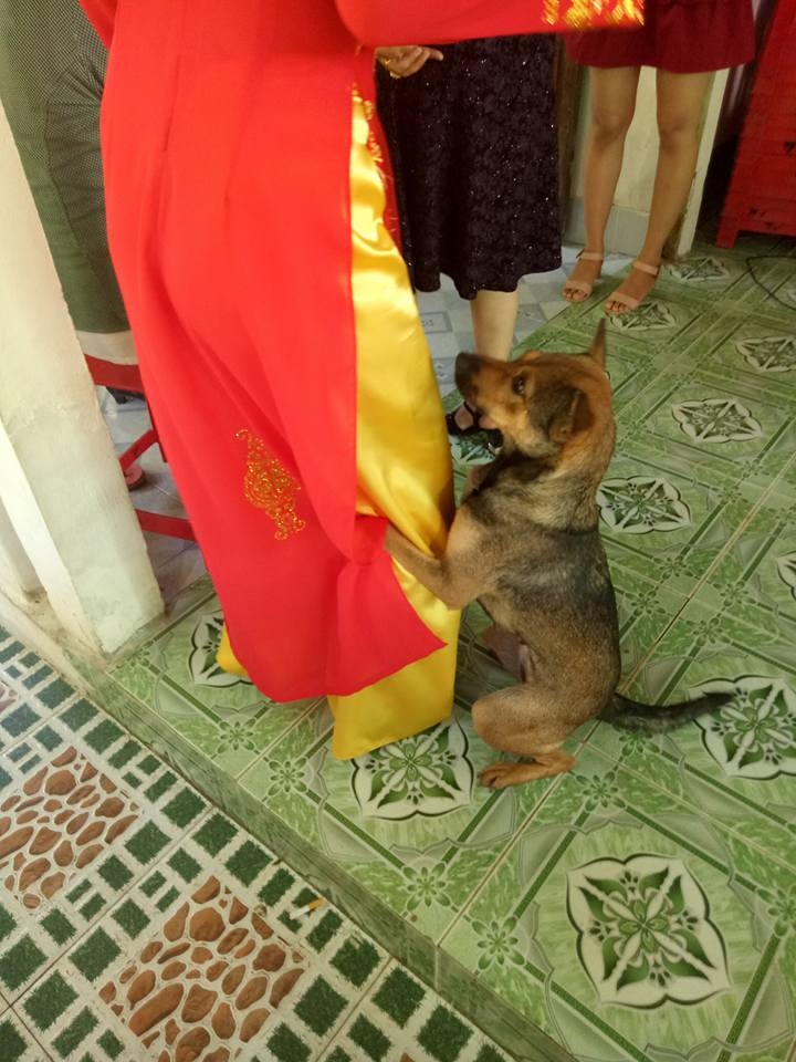 chú chó không rời cô chủ ảnh 3 chu cho khong roi co chu anh 3