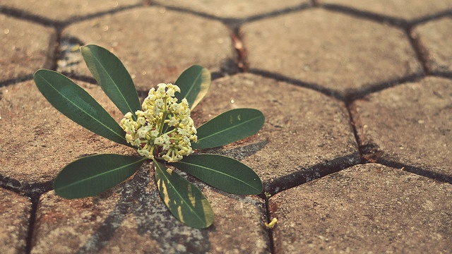 hoa sữa ảnh 8 hoa sua anh 8