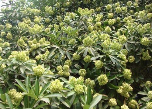 hoa sữa ảnh 9 hoa sua anh 9