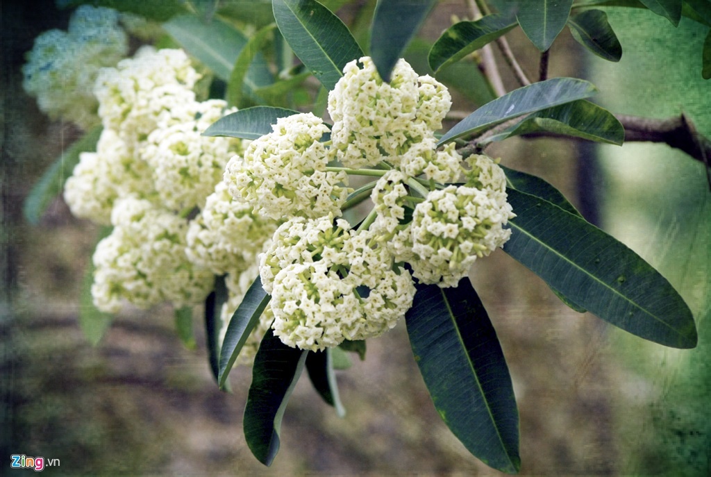 hoa sữa ảnh 2 hoa sua anh 2