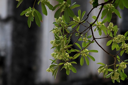 hoa sữa ảnh 5 hoa sua anh 5