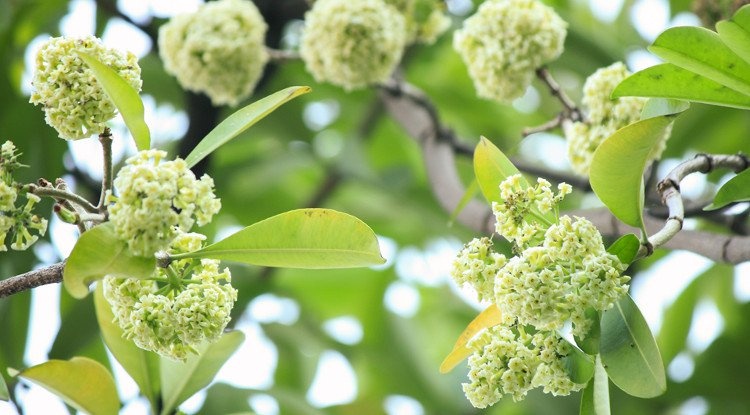 hoa sữa ảnh 6 hoa sua anh 6