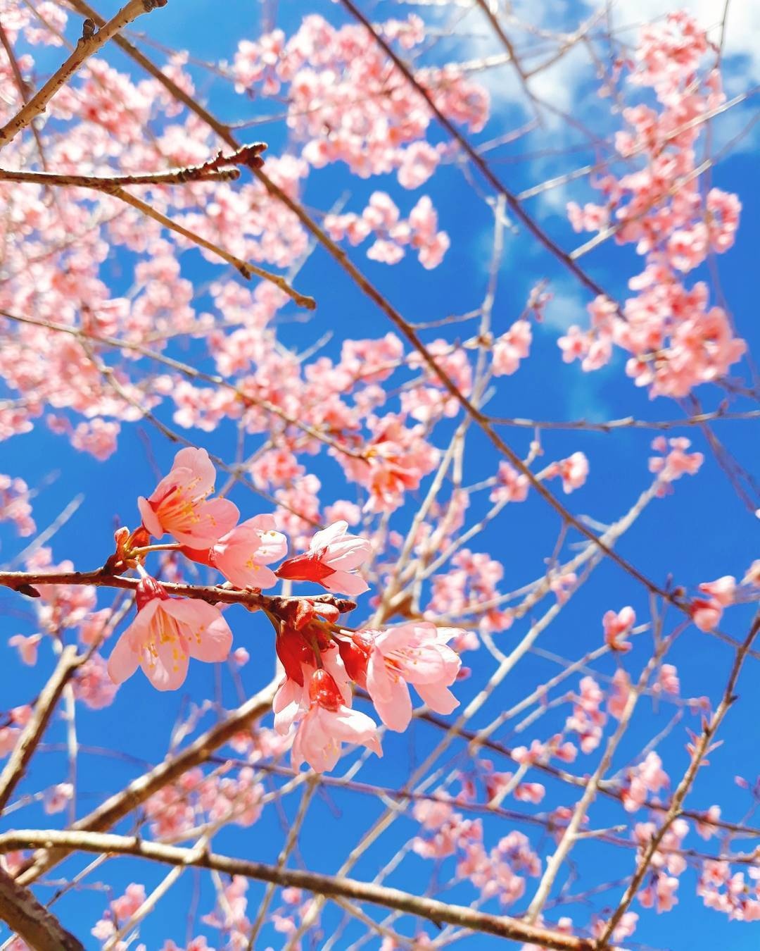 hoa mai anh dao anh 5