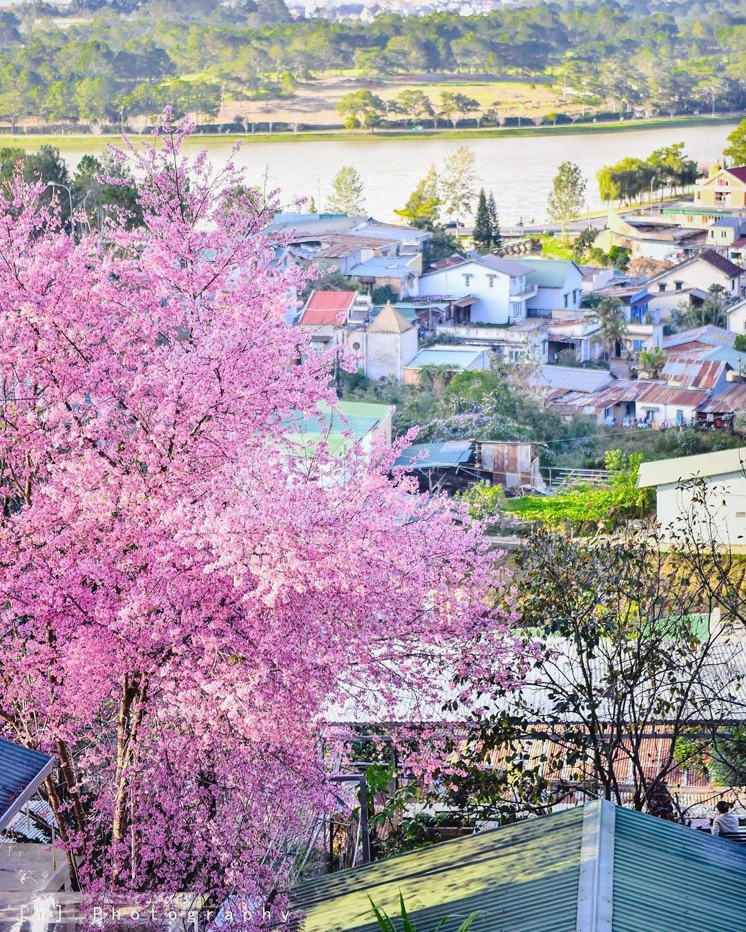 hoa mai anh dao anh 7