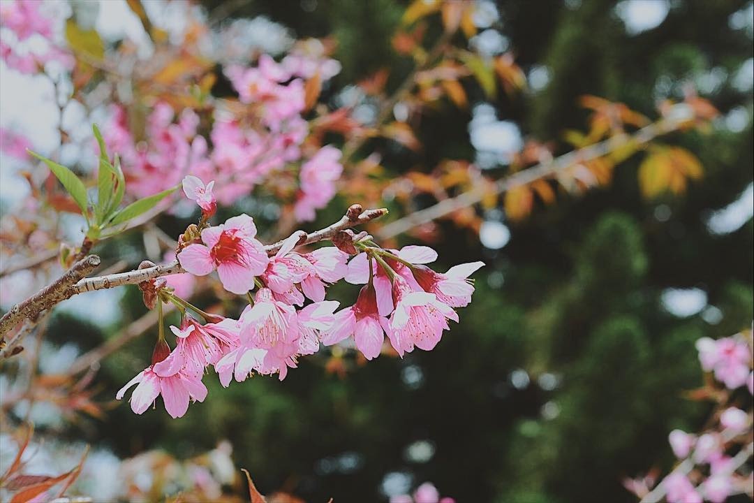 Da Lat ruc ro sac hoa mai anh dao hinh anh