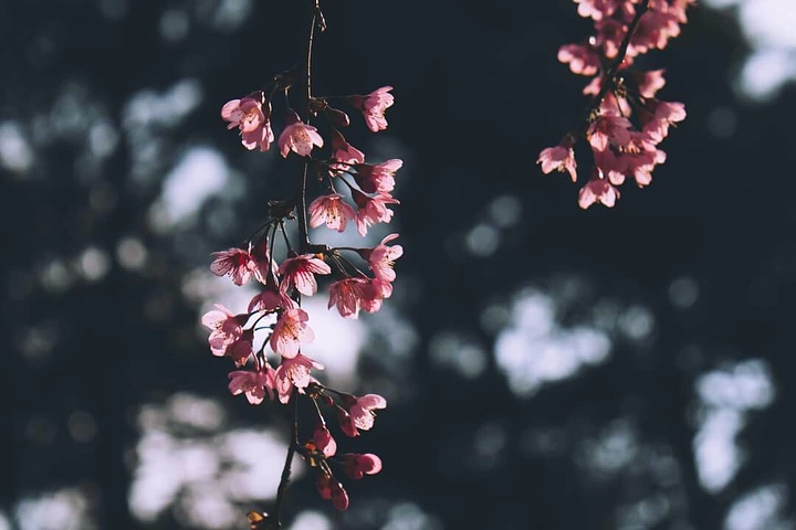 hoa mai anh dao anh 9