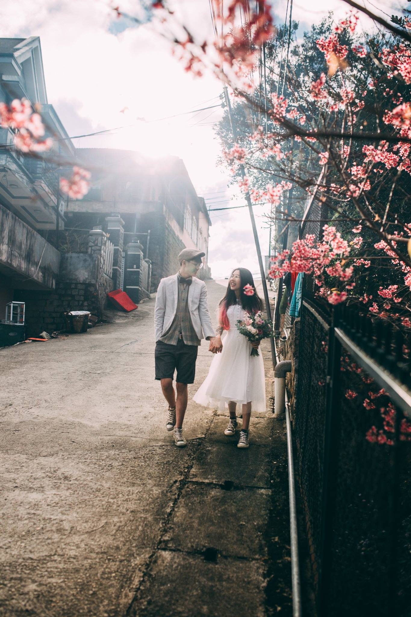 hoa mai anh dao anh 3