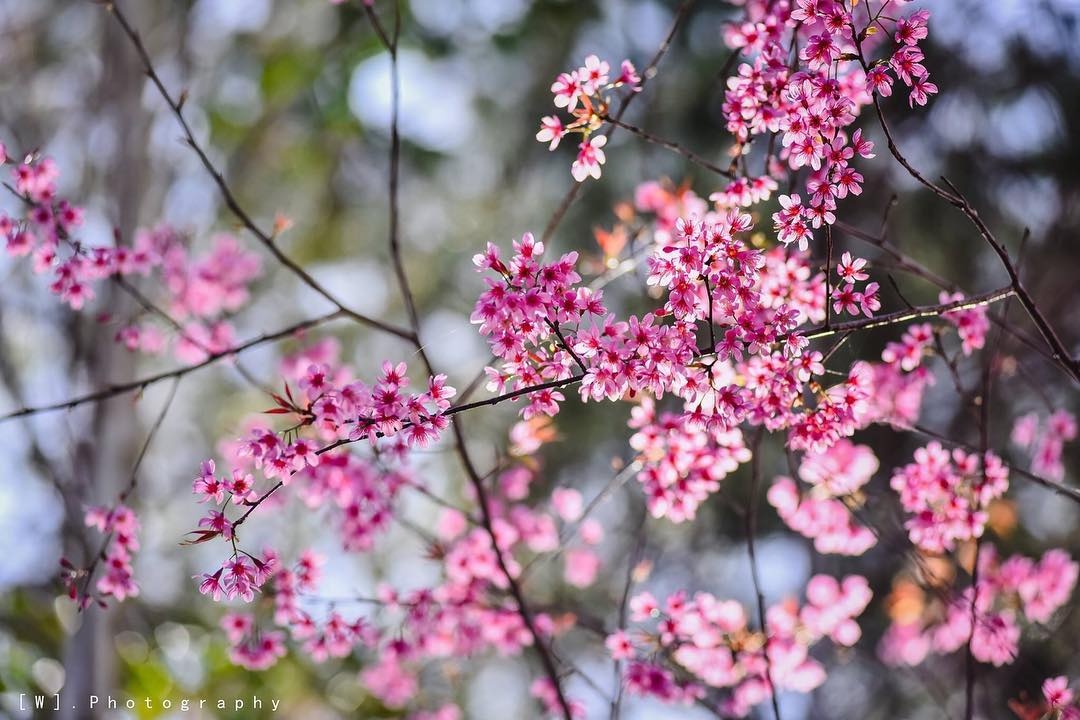 hoa mai anh dao anh 1