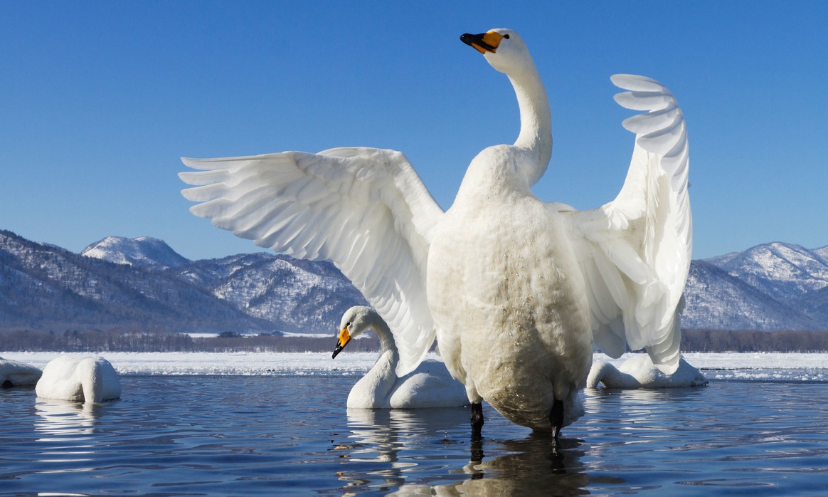 Nhung dieu thu vi khong phai ai cung biet ve thien nga hinh anh