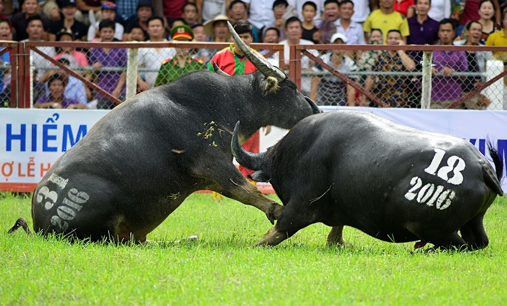 Xac minh thong tin pho huyen lam truong ban choi trau 'chui' hinh anh