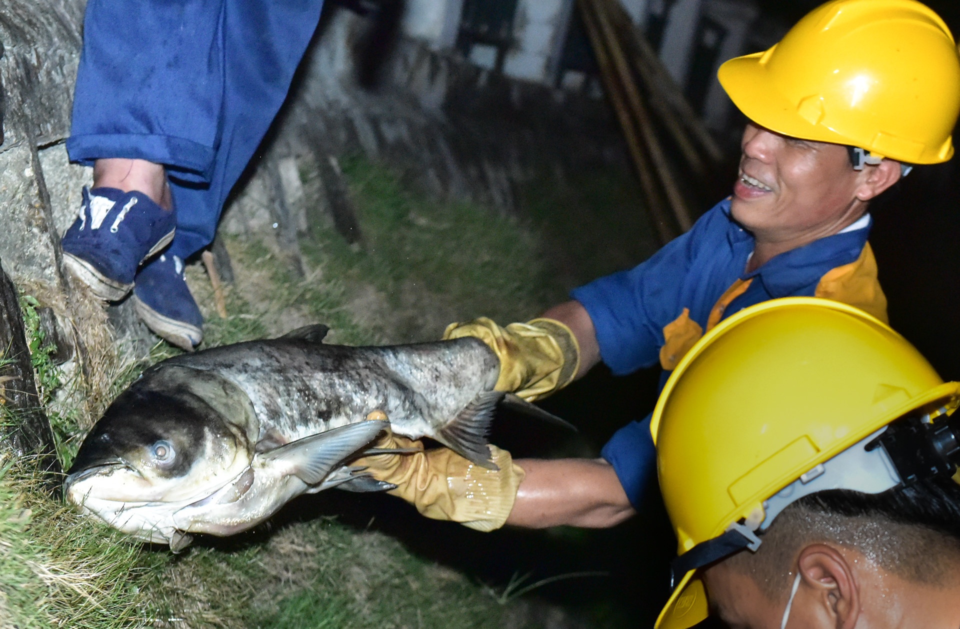 Ca ho Hoang Cau chet hang loat co the do soc nhiet hinh anh