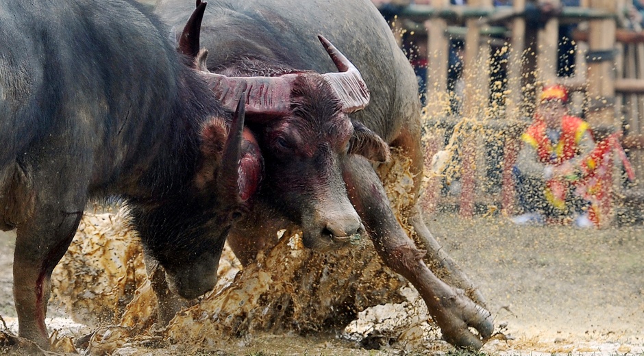 Cac chu trau choi dat nhieu nghi van quanh su co chet nguoi o Do Son hinh anh