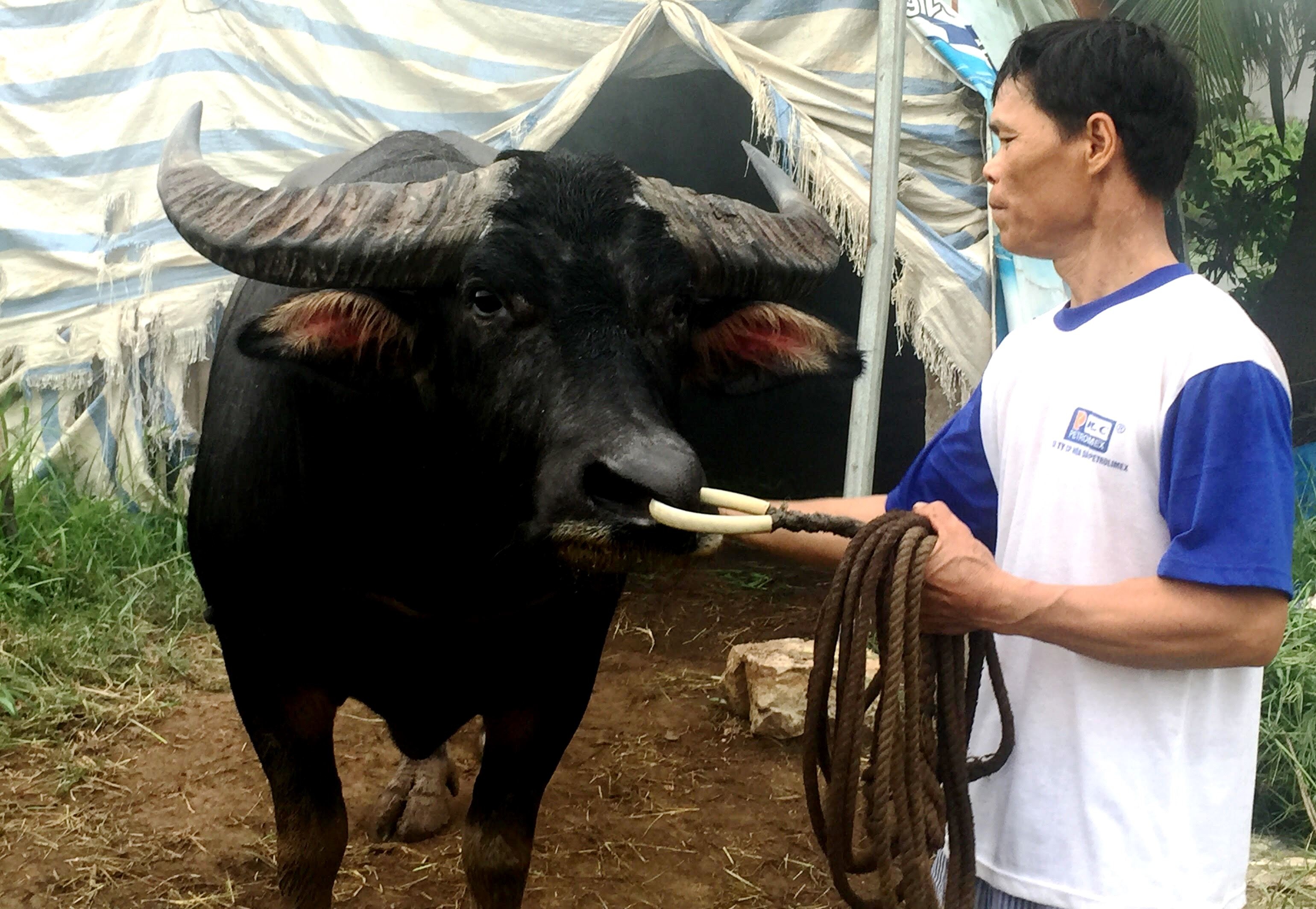 Lấy mẫu máu trâu chọi Đồ Sơn ảnh 1 Lay mau mau trau choi Do Son anh 1