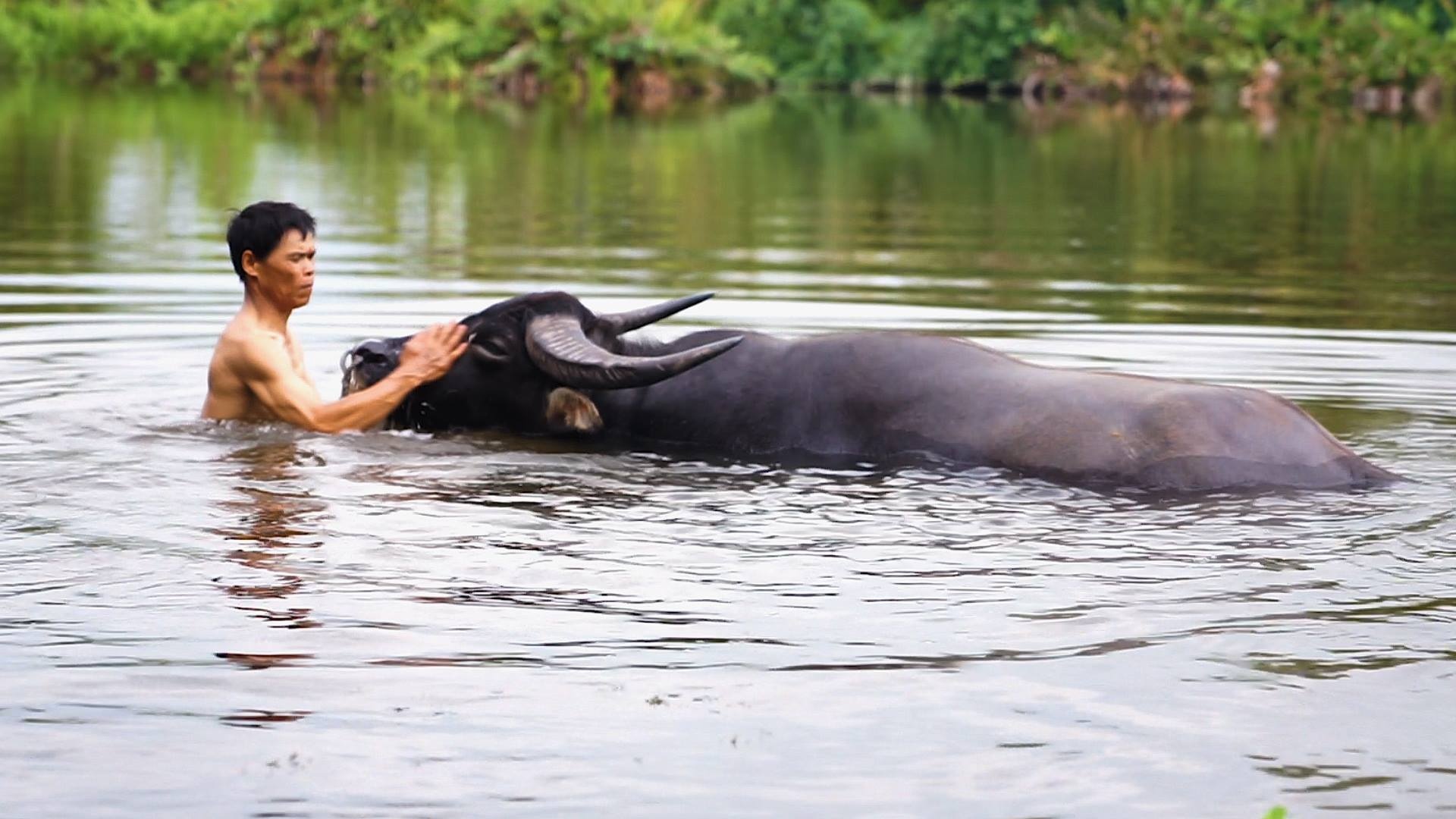 Ky cong bi kip luyen trau o soi choi Do Son hinh anh