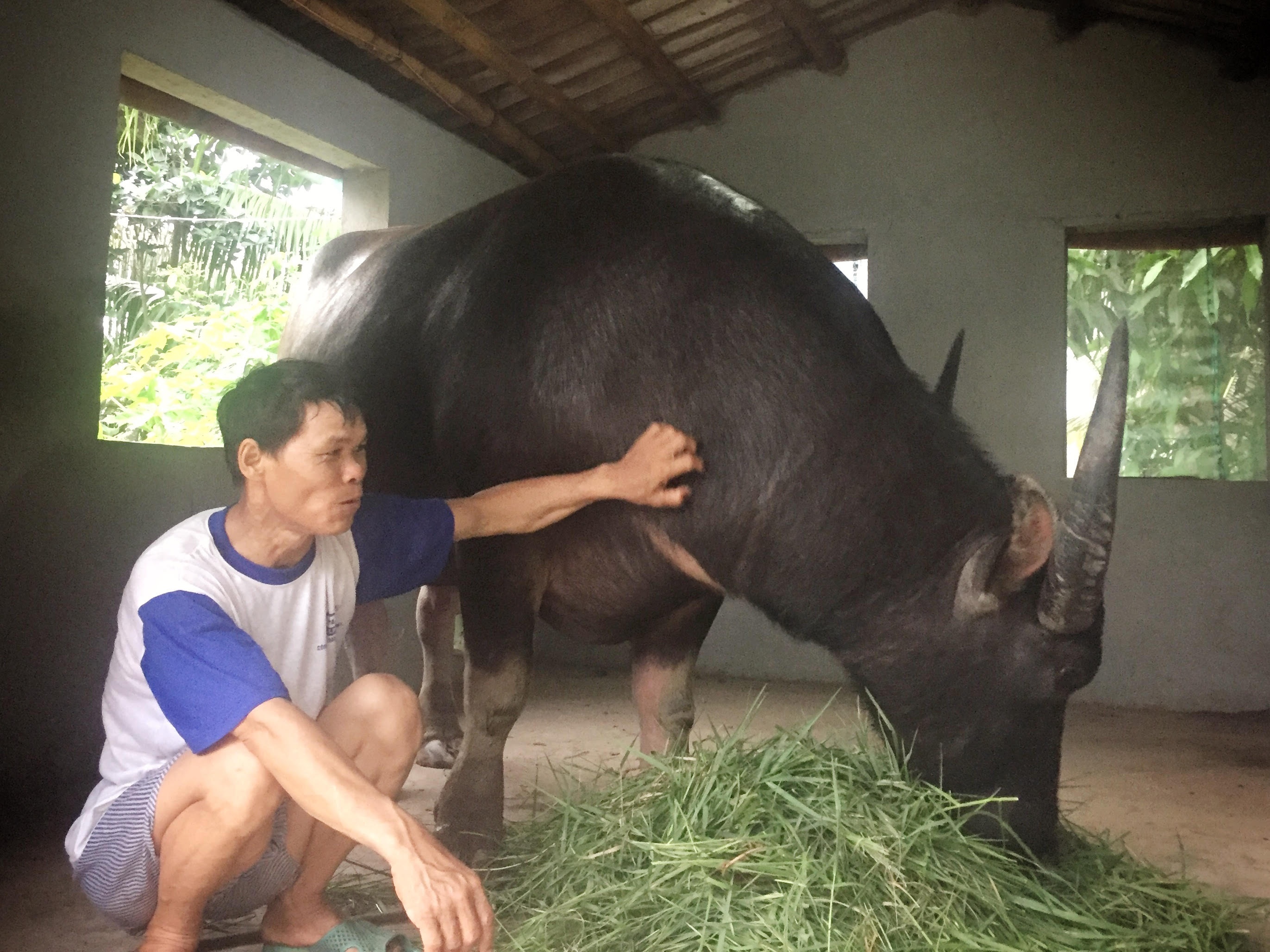 Chọi trâu Đồ Sơn ảnh 1 Choi trau Do Son anh 1