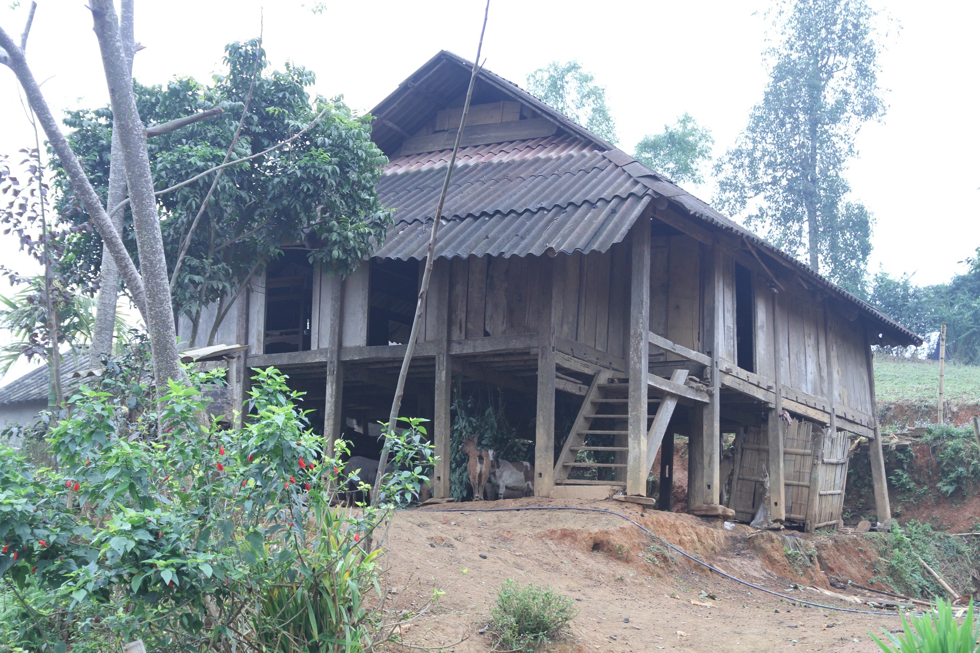 Tet o xom Khanh anh 1