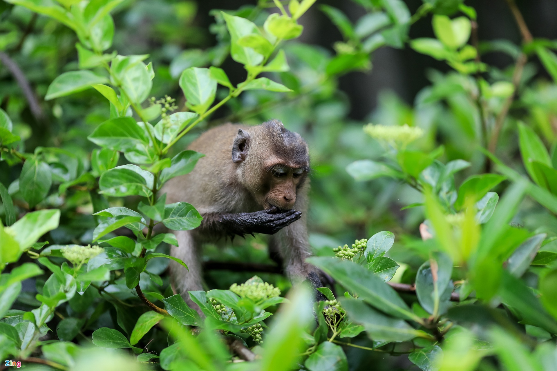 trong rung,  la phoi xanh anh 4