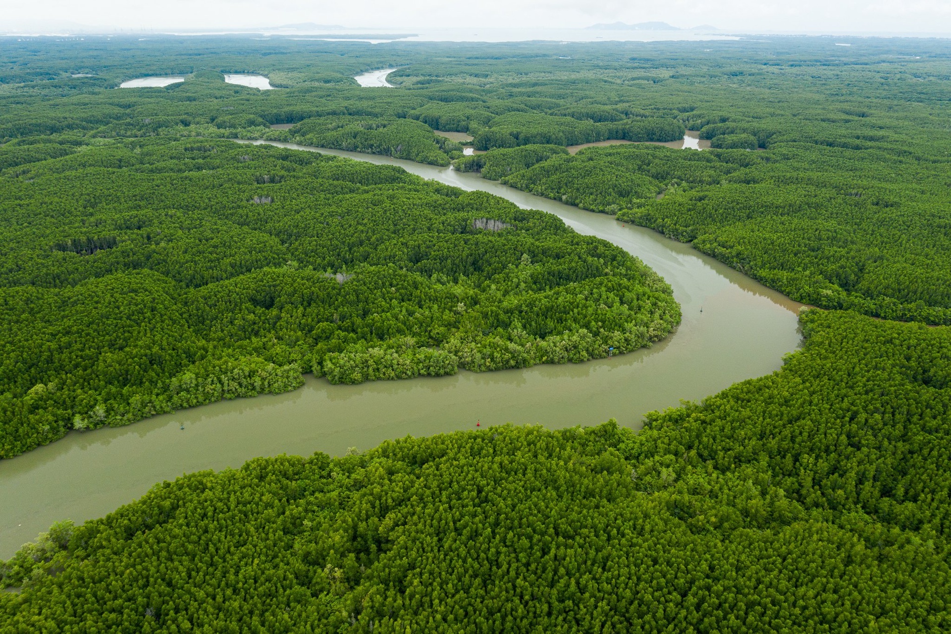 trong rung,  la phoi xanh anh 3