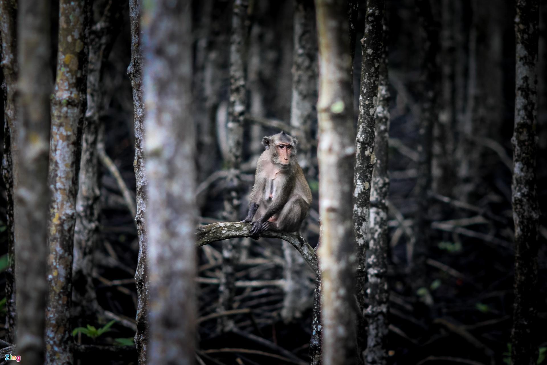 trong rung,  la phoi xanh anh 2