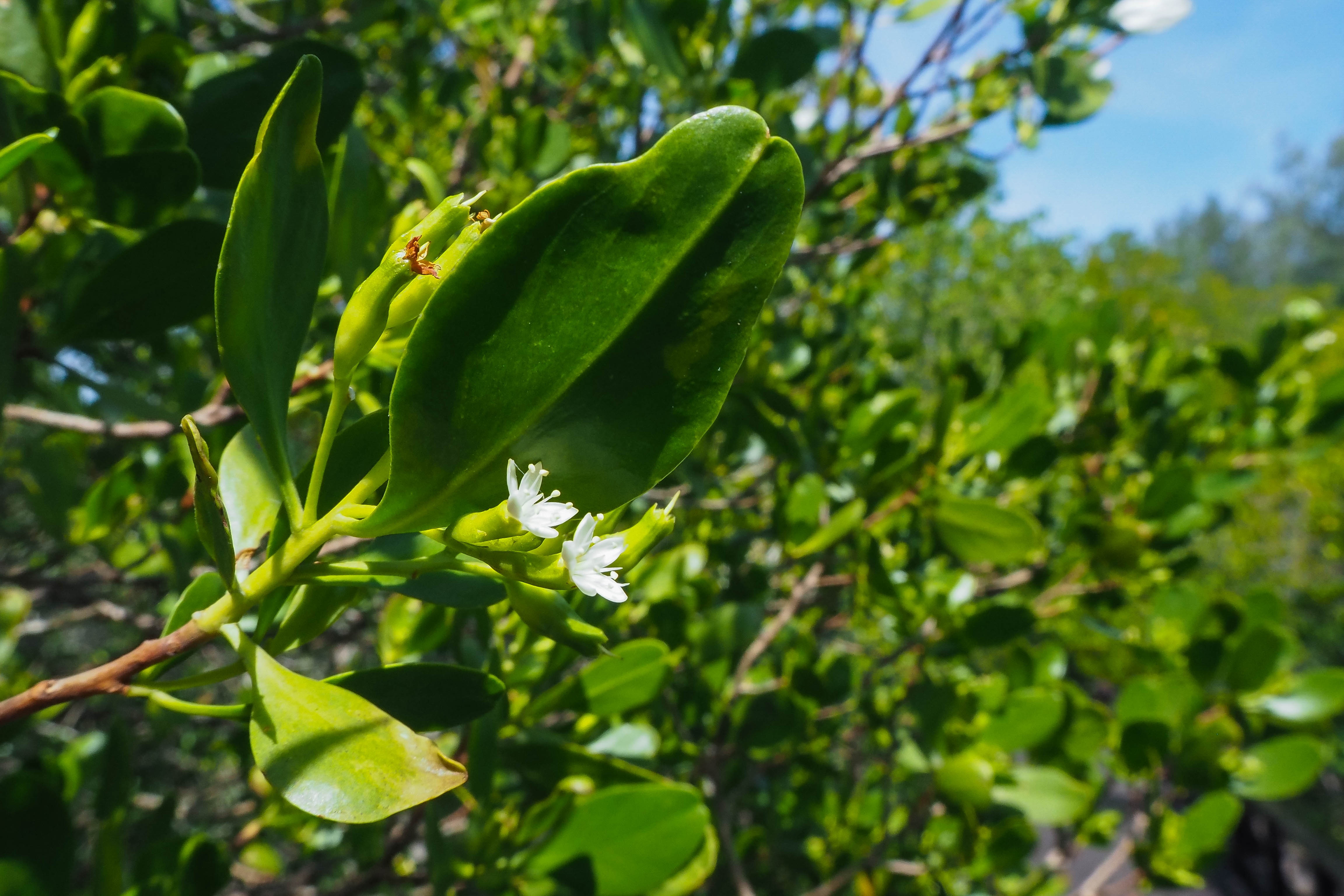 Cay coc trang thay la vao mua nao? hinh anh