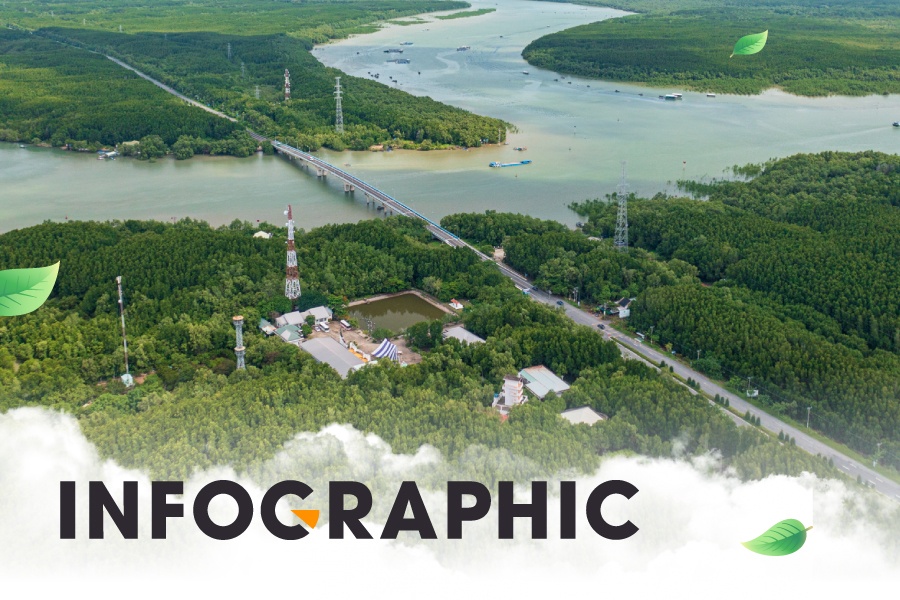 Su hoi sinh ky dieu cua rung ngap man Can Gio hinh anh