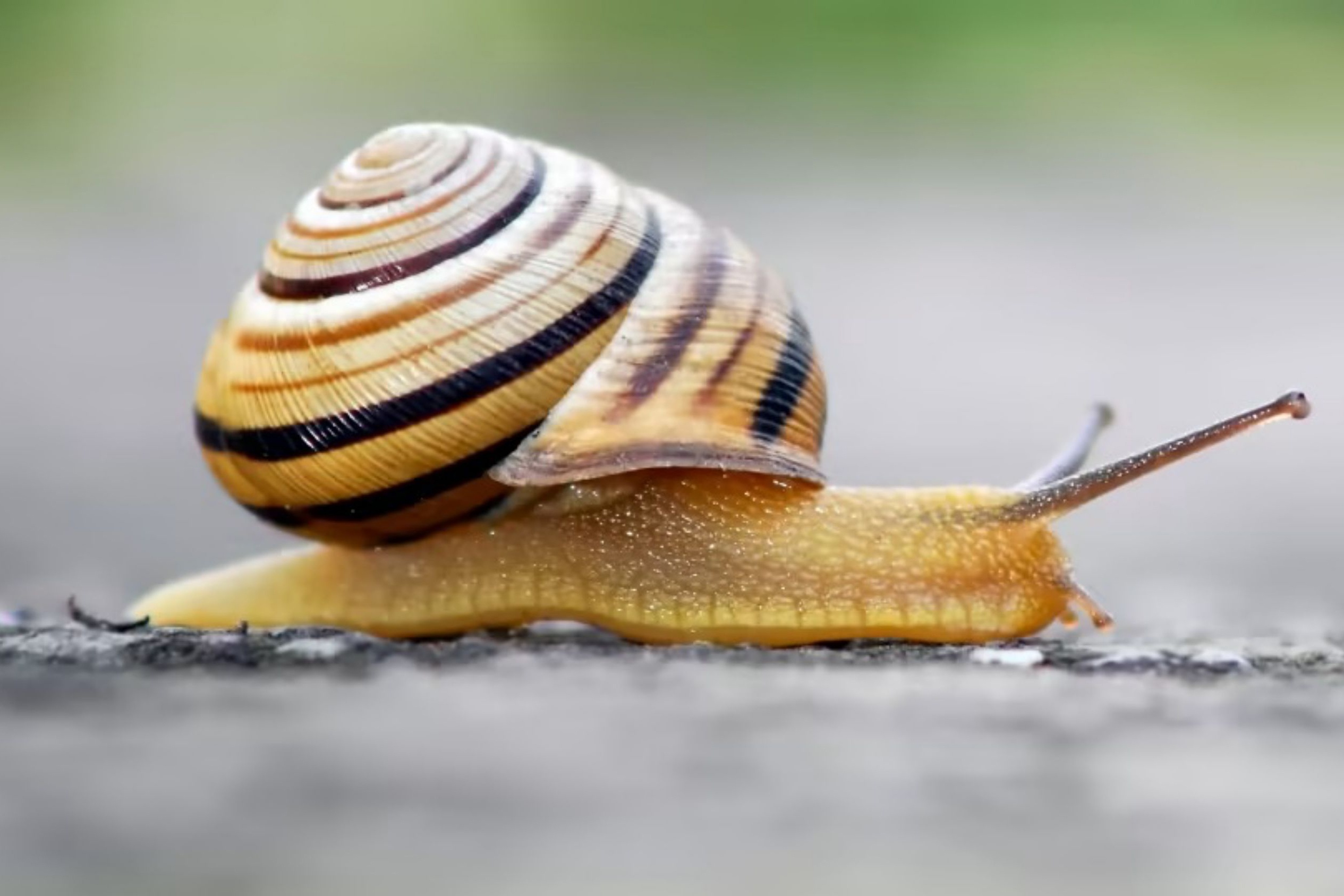 Trung Quoc dung dau danh sach oto nhiem khuan khi nhap vao Australia hinh anh