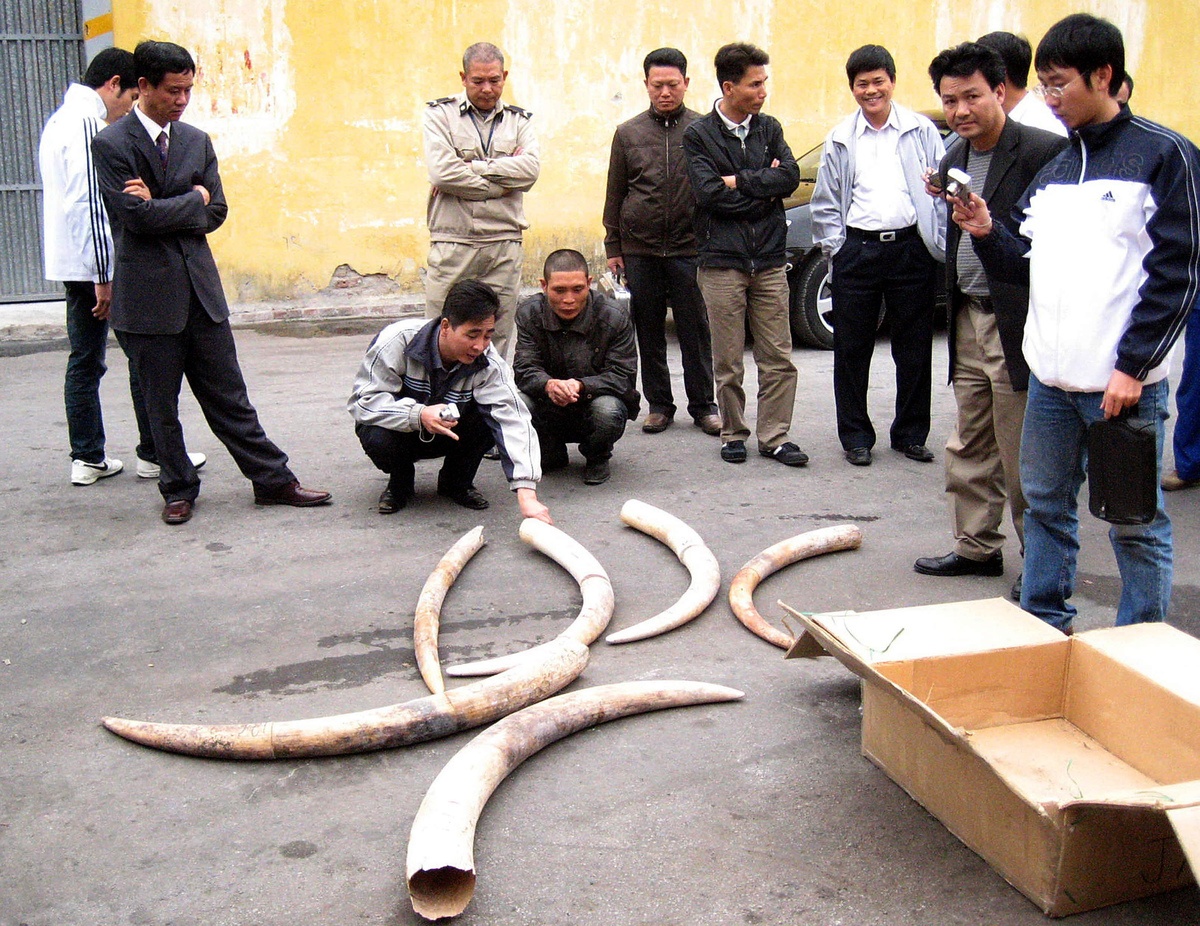 lệnh cấm buôn bán ngà voi của Trung Quốc ảnh 3 lenh cam buon ban nga voi cua Trung Quoc anh 3