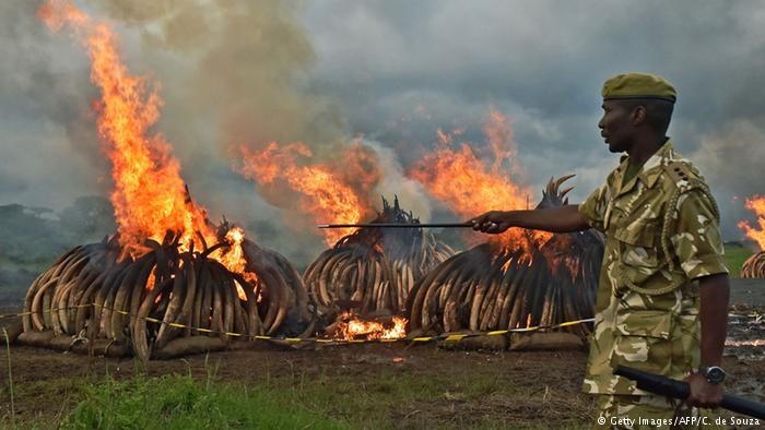 lệnh cấm buôn bán ngà voi của Trung Quốc ảnh 4 lenh cam buon ban nga voi cua Trung Quoc anh 4