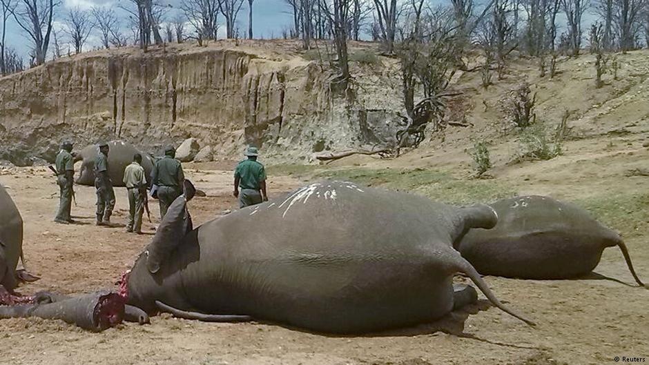 lệnh cấm buôn bán ngà voi của Trung Quốc ảnh 1 lenh cam buon ban nga voi cua Trung Quoc anh 1