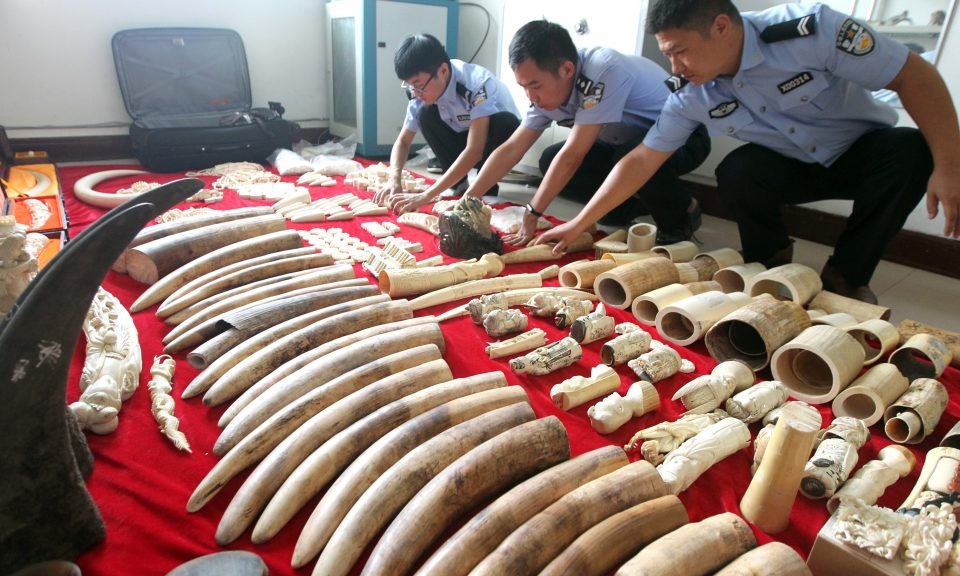 lệnh cấm buôn bán ngà voi của Trung Quốc ảnh 8 lenh cam buon ban nga voi cua Trung Quoc anh 8