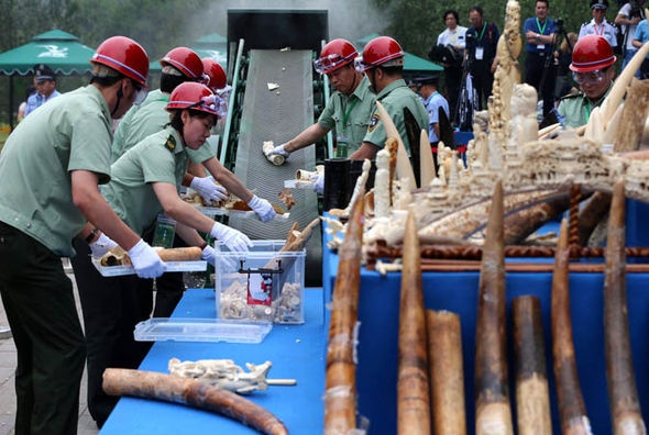 lệnh cấm buôn bán ngà voi của Trung Quốc ảnh 6 lenh cam buon ban nga voi cua Trung Quoc anh 6