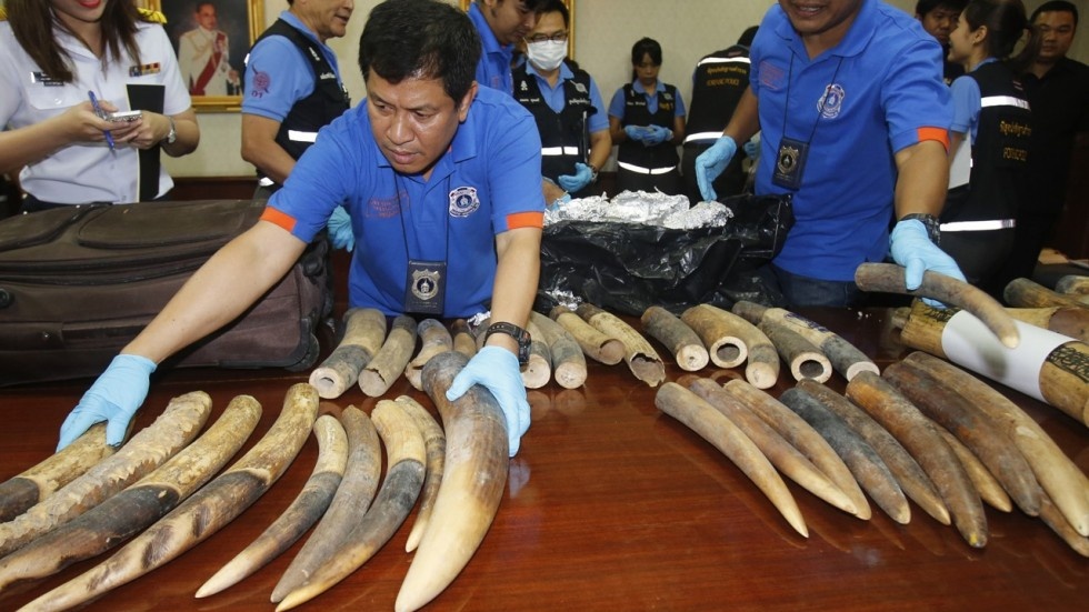 lệnh cấm buôn bán ngà voi của Trung Quốc ảnh 7 lenh cam buon ban nga voi cua Trung Quoc anh 7