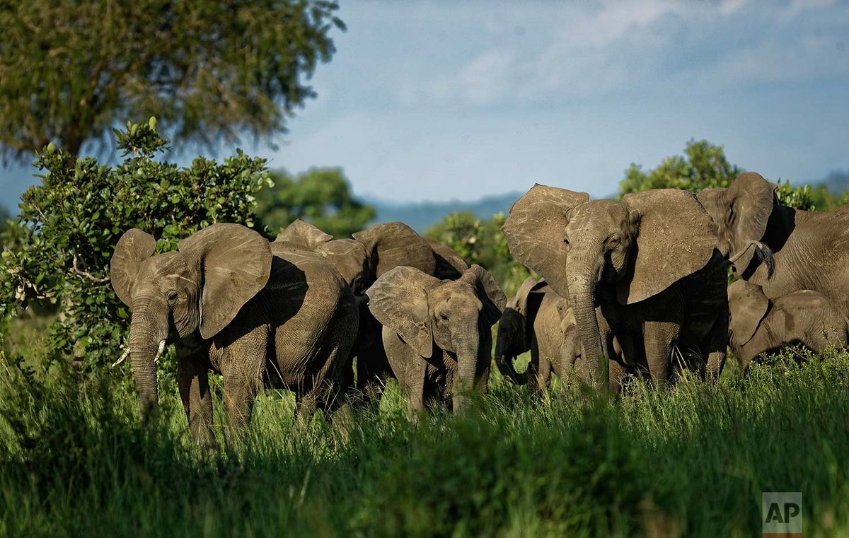 lệnh cấm buôn bán ngà voi của Trung Quốc ảnh 5 lenh cam buon ban nga voi cua Trung Quoc anh 5