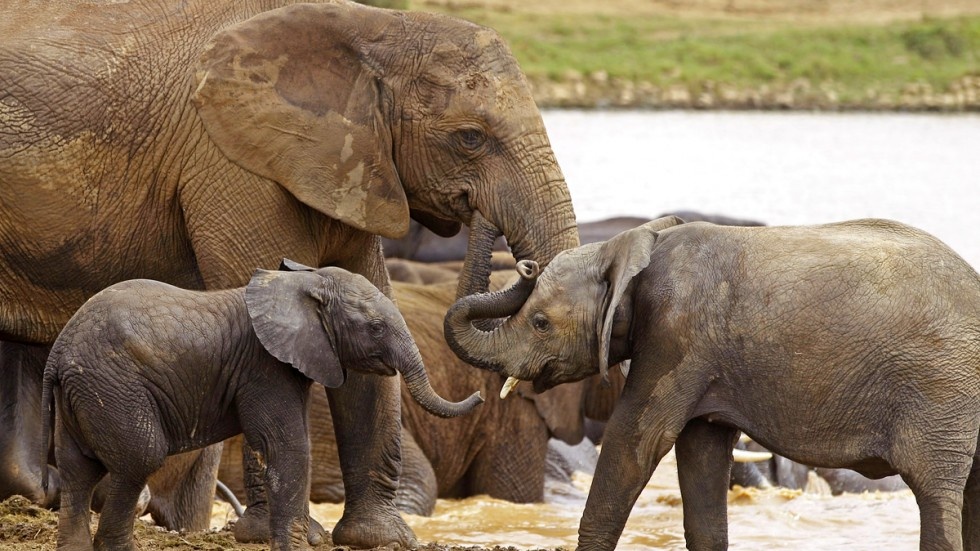 Trung Quoc cam nga voi: Bo nghe 3.000 nam de tranh the gioi len an hinh anh