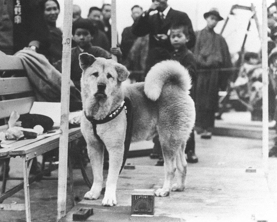 cho Akita cuu nguoi anh 2