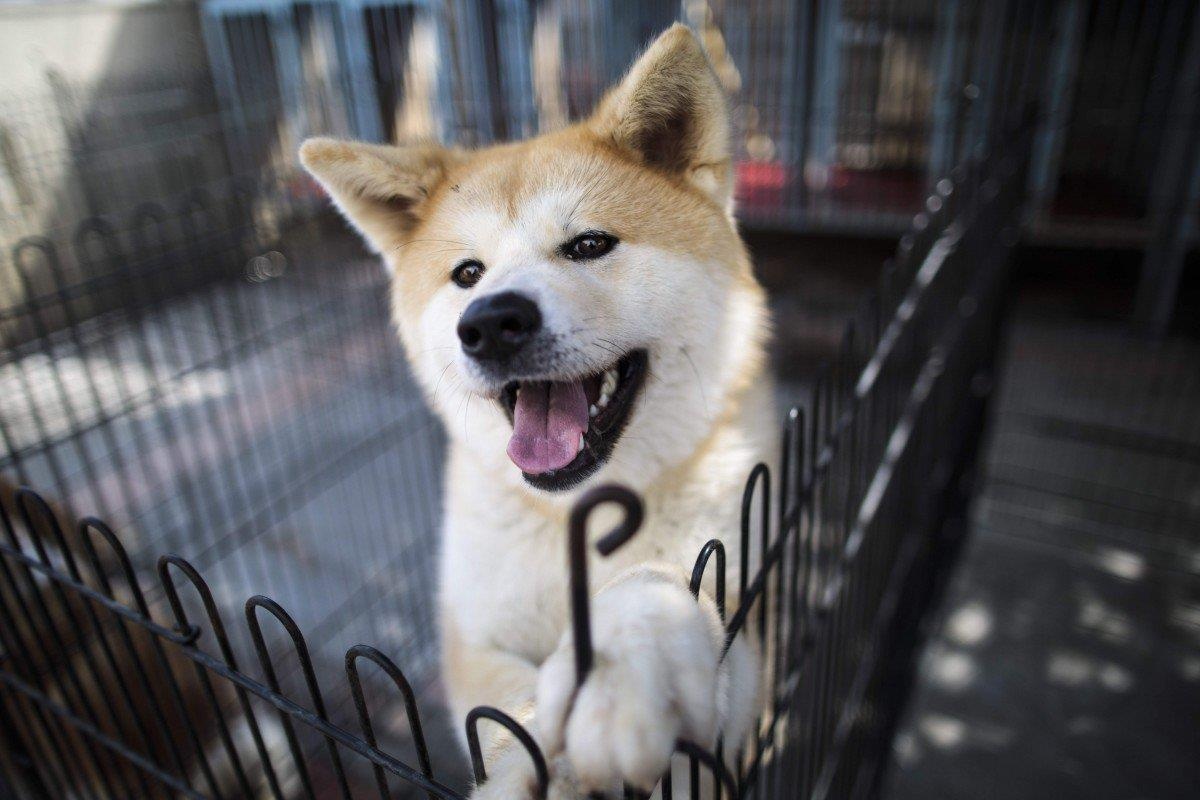 Nhat khen thuong chu cho Akita cuu mang ba lao hinh anh