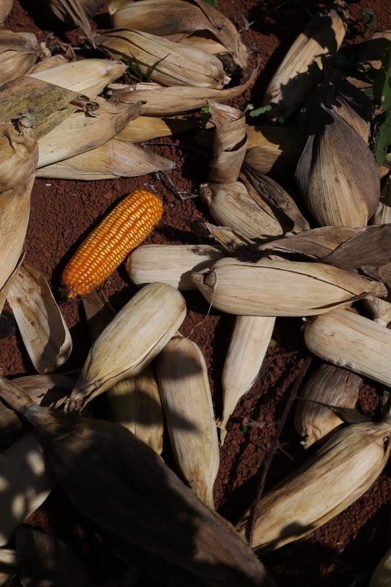 bolsonaro tong thong Brazil anh 5