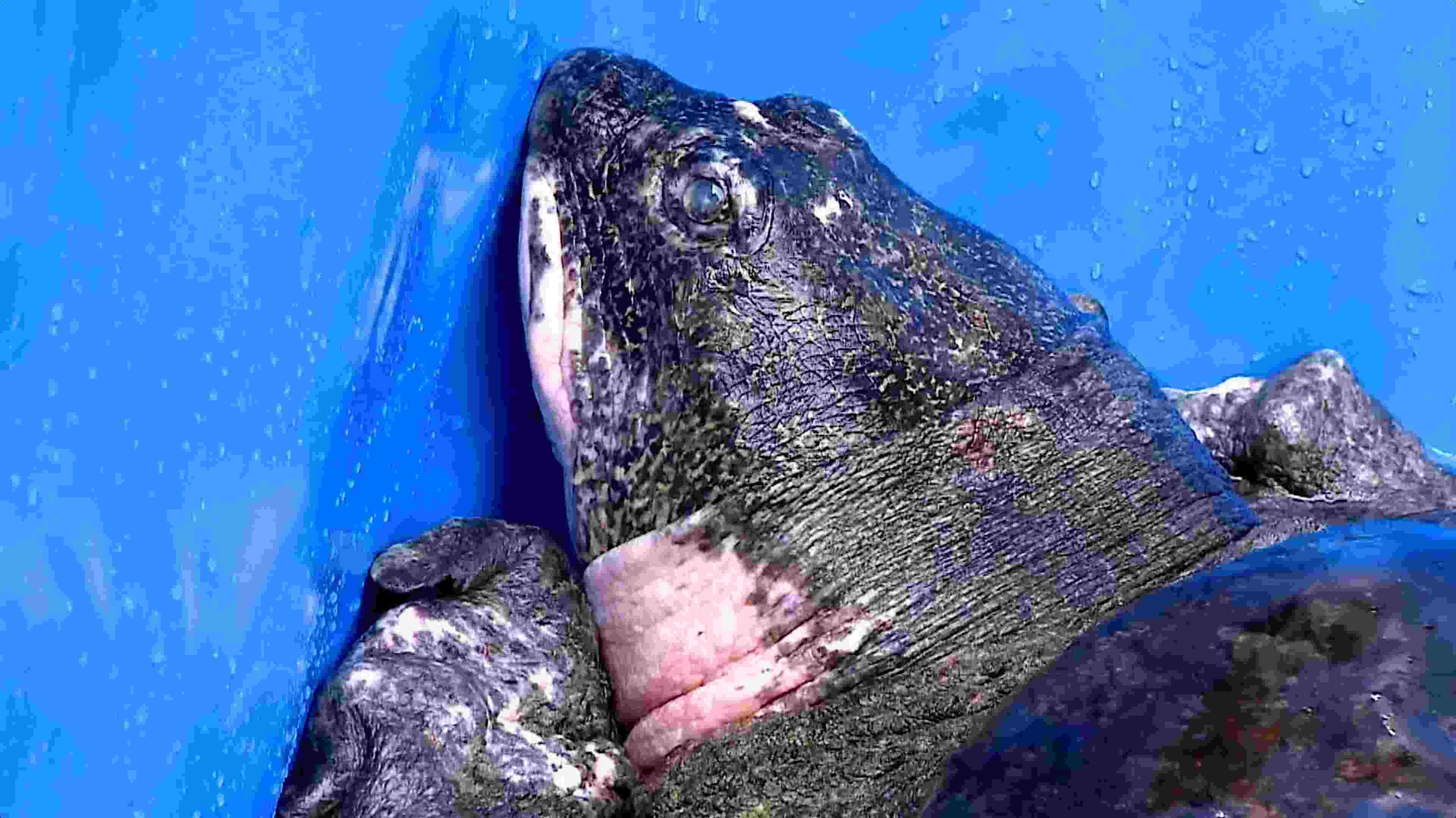 rùa hồ gươm tuyệt chủng ảnh 2 rua ho guom tuyet chung anh 2