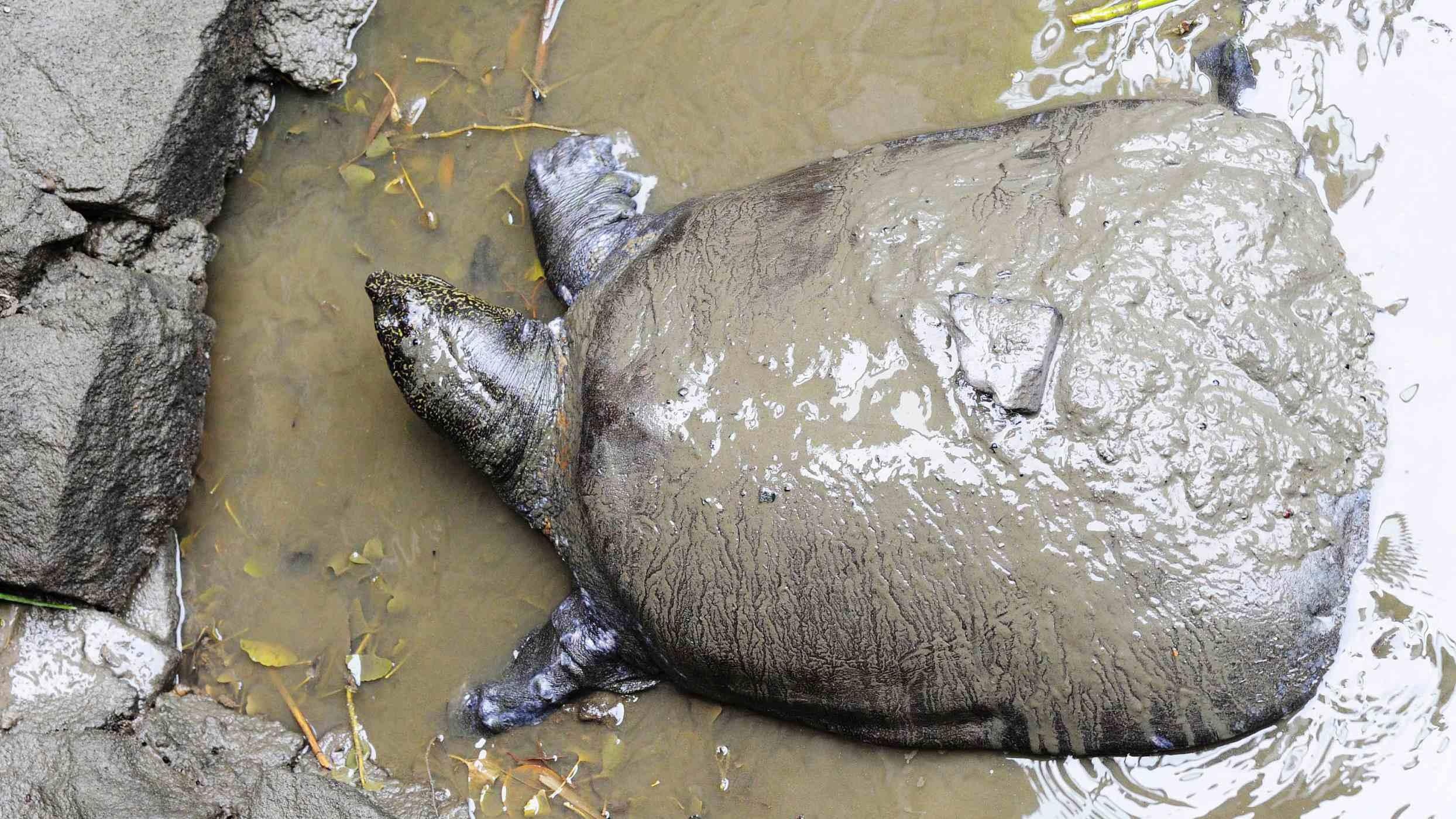 'Vo chong' rua vo sinh o TQ va 13 nam cuu loai rua Ho Guom that bai hinh anh