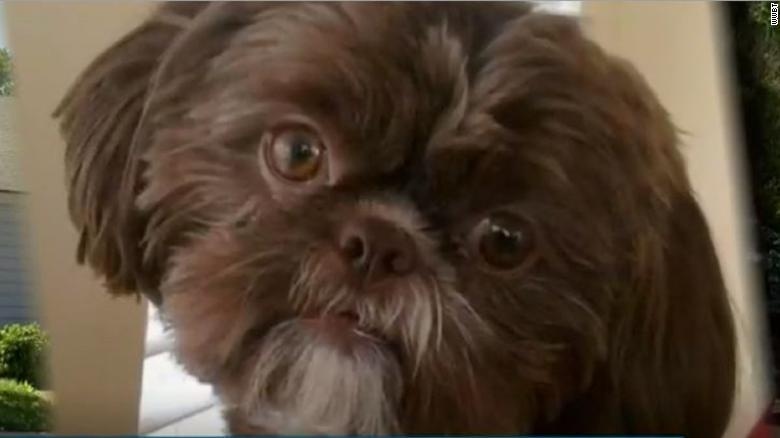 Cho bi tro tu de chon cat cung nguoi chu qua co hinh anh