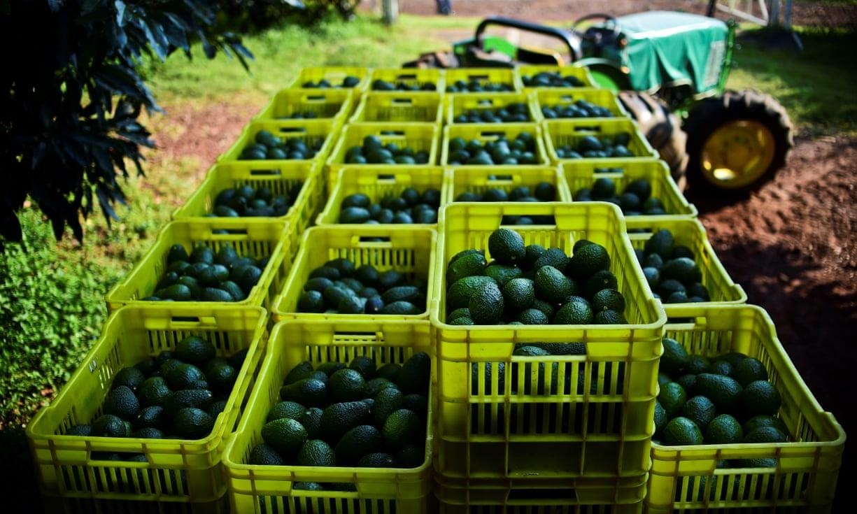 Sinh loi khong lo, 4 xe tai bo bi cuop moi ngay o Mexico hinh anh