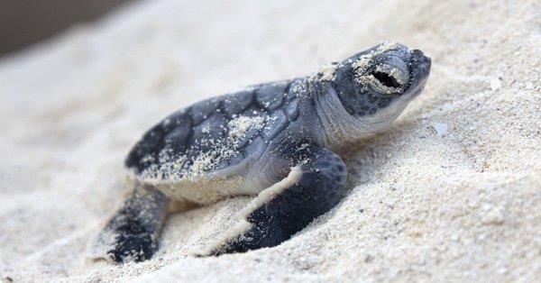 Rua moi no khien nguoi xem phao hoa Quoc khanh My sung sot hinh anh