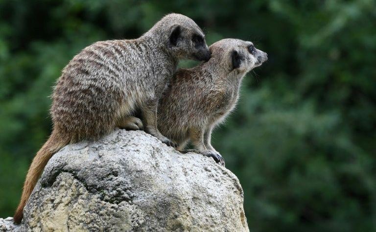 dong vat dong tinh anh 3