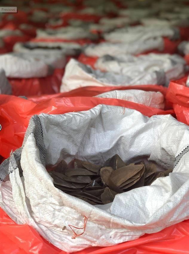 bắt giữ ngà voi ảnh 2 bat giu nga voi anh 2