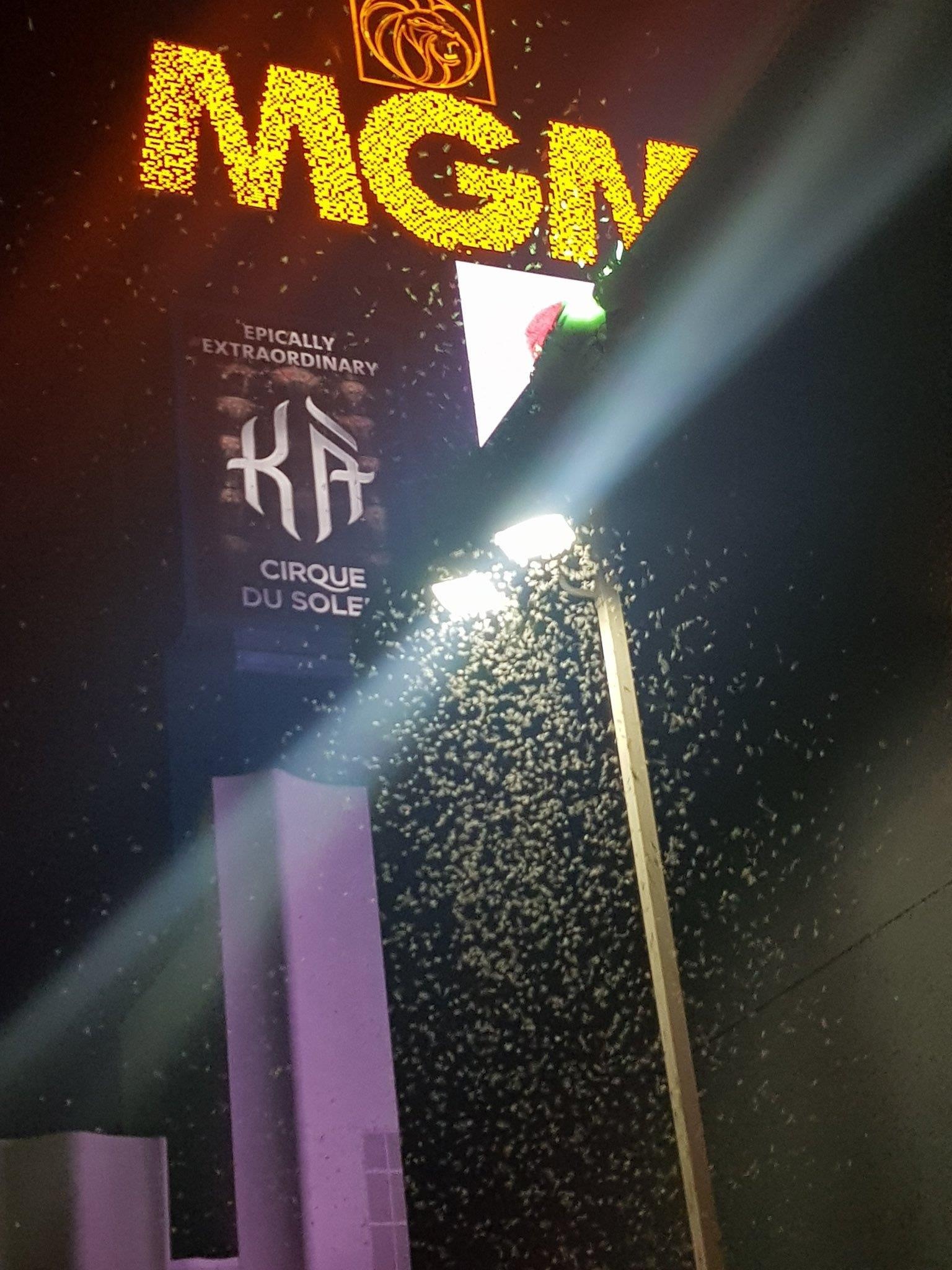 chau chau Las Vegas anh 1