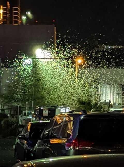 chau chau Las Vegas anh 4