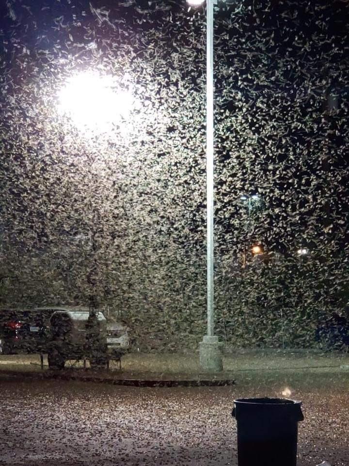 chau chau Las Vegas anh 2