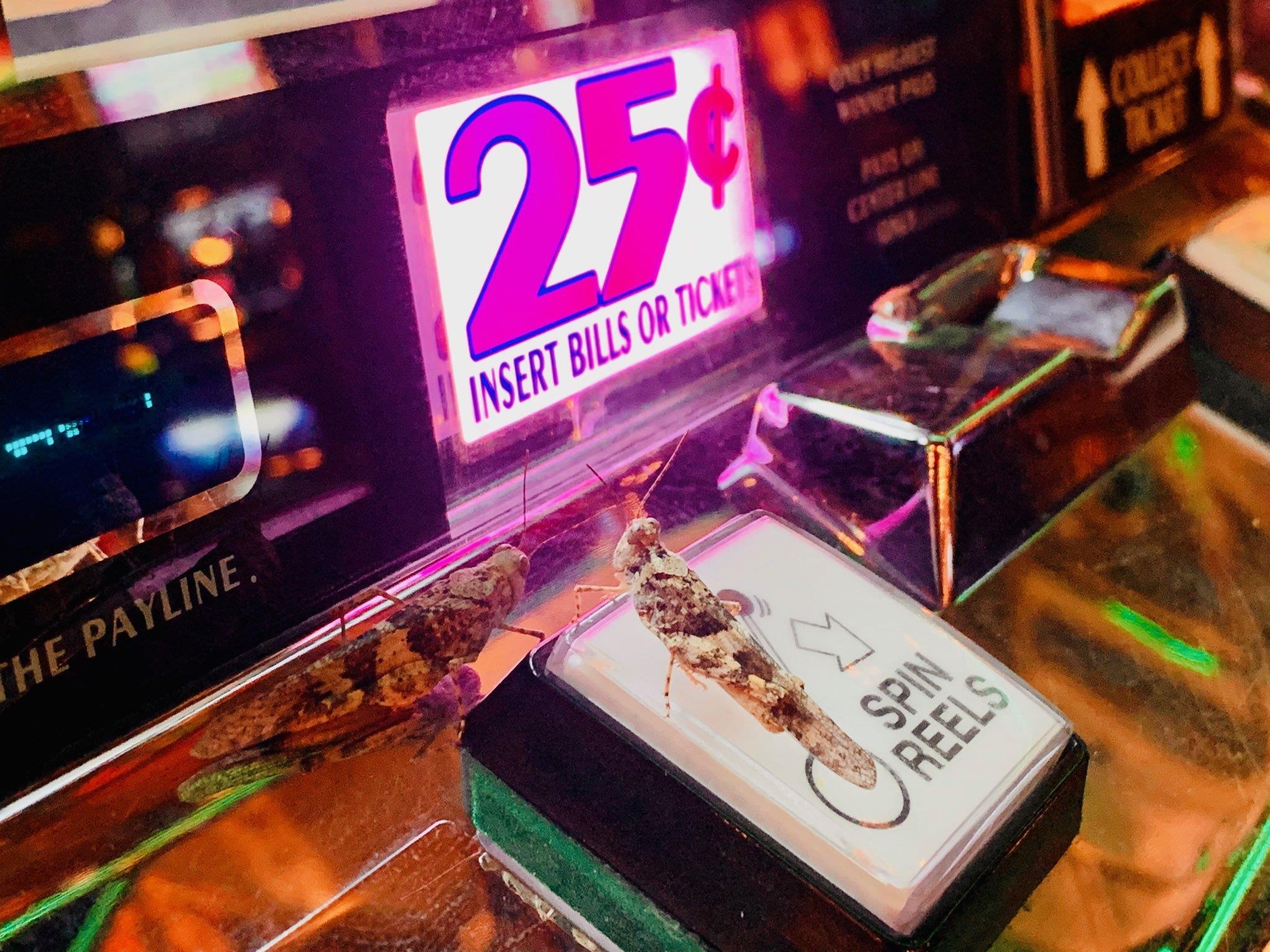 Dam may chau chau khong lo, day dac ‘can quet’ song bac Las Vegas hinh anh