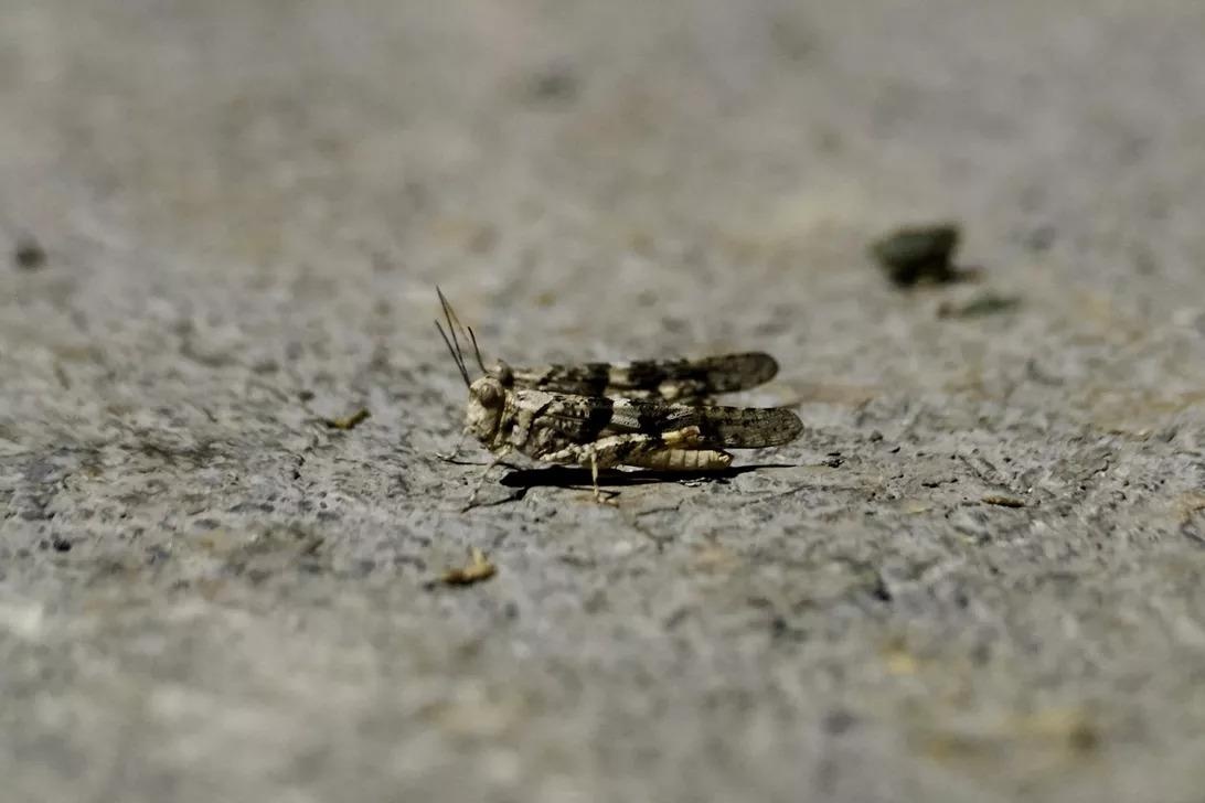 chau chau Las Vegas anh 9