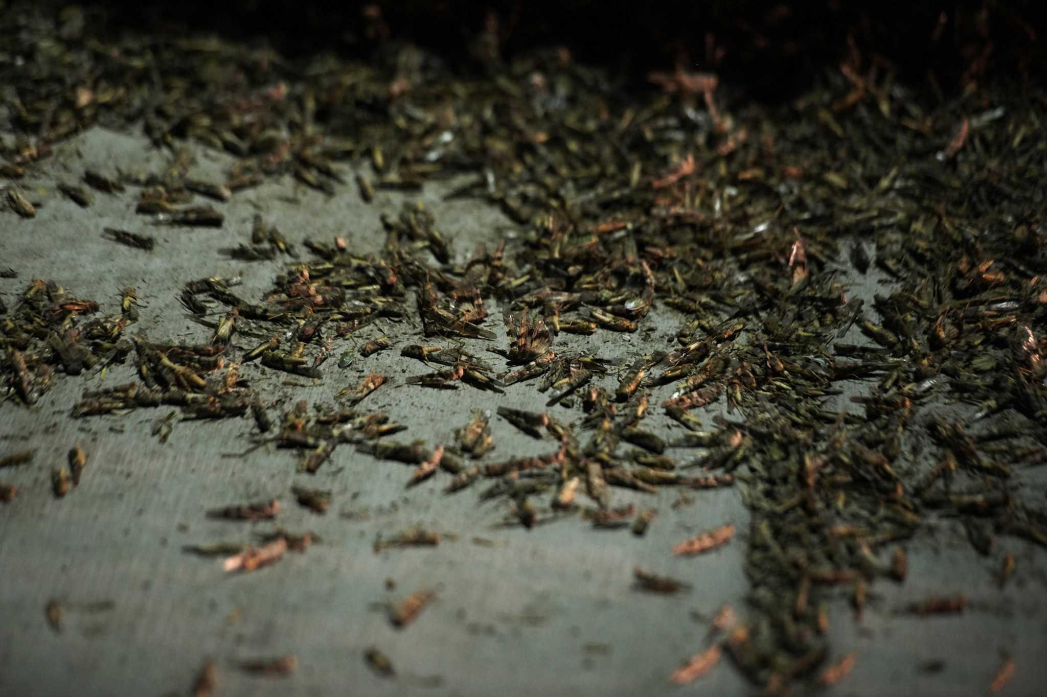 chau chau Las Vegas anh 8